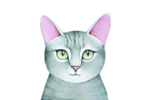 Fototapete cat, weiße Katze, Wildkatze, Hauskatze, Kitty