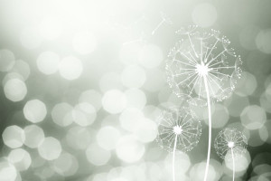 Fototapete Pusteblumen Löwenzahn zahn~~POS=HEADCOMP, Blüte, weißen Blü