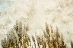 Fototapete Wiese Wand, Beton, Hintergrund, Gras, Rasenplatz