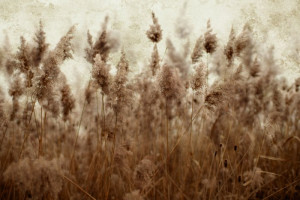 Fototapete Felder Gras, Rasenplatz, gelben Gras, Zuckerrohrfeld, Schil