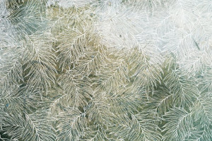 Fototapete Blätter Blatt, Laubbaum, Palmblätter, Wedel, Palmblättern