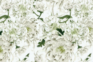Fototapete Pfingstrosen Blüte, weißen Blüten, weiße Blume, Pfirsich Bl