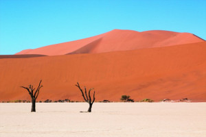 Fototapete Wüste Wildnis Bäume, Wüstenlandschaft, Sandwüste, Halbwüste
