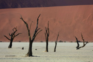 Fototapete Wüste Wildnis Bäume, Wüstenlandschaft, Sandwüste, Halbwüste