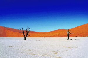 Fototapete Wüste Wildnis Bäume, Wüstenlandschaft, Sandwüste, Halbwüste