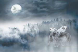 Fototapete Wald Wolf, Wölfe, Werwolf, Wald, Nebel