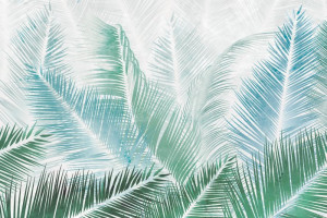 Fototapete Blätter Blättern, natura, botanischen, Palme, palm