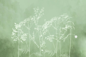 Fototapete Pflanzen Gras, Rasenplatz, Zitronengras, Gras Hintergrund,
