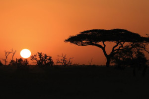 Fototapete Afrika safari, afrika, african, Pflanzen, Vegetation
