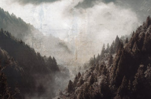 Fototapete Wald