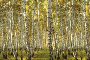 Fototapeta Las brzozowy las, krajobraz, pejzaż, natura, leśny