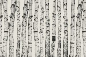 Fototapeta Las brzozowy drzewa, natura, brzozy, brzozowy, gaj