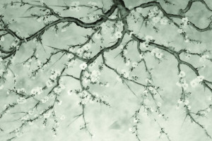 Fototapeta Kwiat wiśni gałęzie drzewa, kwiat, wiśni, kwiat wiśni, szar