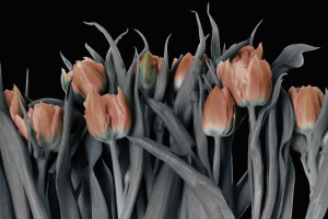 Fototapeta Tulipany tulipany, liście, kwiaty, pomarańczowy, czarny