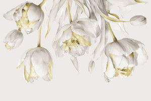 Fototapeta Tulipany tulipan, beżowy, wiszące, kwiaty, kwiat