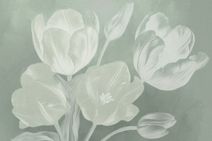 Fototapeta Tulipany tulipany, tulipan, delikatny, Minimalistyczne, kwi
