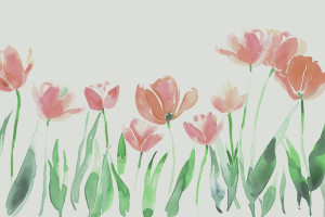 Fototapeta Łąka tulipan, tulipany, łąka, pole, liście