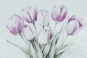 Fototapeta Tulipany tulipan, tulipany, kwiaty, kwiat, rośliny