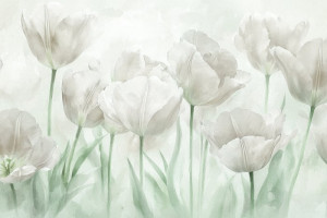 Fototapeta Łąka tulipany, tulipan, kwiaty, kwiat, łąka