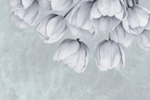 Fototapeta Tulipany tulipan, tulipany, beton, ściana, szary