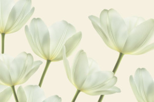 Fototapeta Jadalnia tulipany, tulipan, kwiat, kwiaty, natura