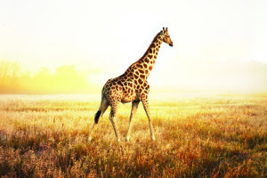 Fototapeta Afryka żyrafa, safari, trawa, słońce, zachód