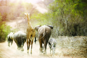 Fototapeta Słonie słoń, słonie, żyrafa, zebra, Zwierzę