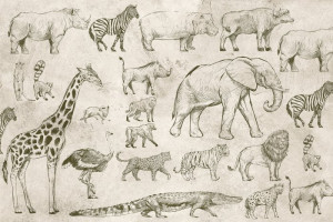 Fototapeta Słonie nosorożec, hipopotam, słoń, zebra, żyrafa