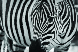 Fototapeta Afryka zebra, zwierz, dzikie zwierzę, jedno zwierzę, paski