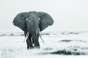 Fototapeta Słonie słoń, Zwierzę, dzikie zwierzę, trawa, natura