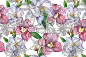 Fototapeta Storczyki orchidea, orchidee, storczyk, storczykowaty, kwia