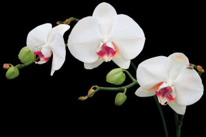 Fototapeta do kuchni na szkle orchidea, orchidee, storczyk, storczykow
