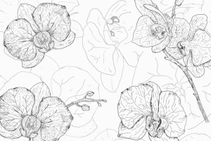 Fototapeta Storczyki orchidea, orchidee, storczyk, storczykowaty, szki