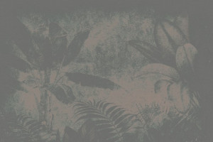 Fototapeta Dżungla palma, palmy, dżungla, tropik, tropikalny