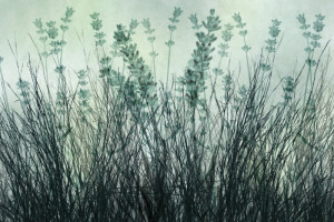 Fototapeta Łąka trawa, działka trawa, Trawy, lawenda, kwiat