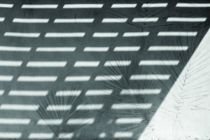 Fototapeta Palmy ściana, beton, biała ściana, naturalna ściana, palma