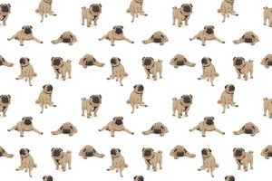 Fototapeta Psy psy, pies, pieski, mops, mopsy