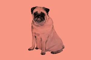 Fototapeta Psy pies, piesek, mops, Zwierzę, ilustracja