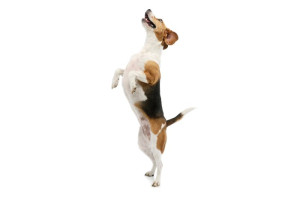 Fototapeta Psy pies, piesek, Zwierzę, beagle, białe tło
