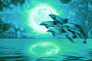 Fototapeta Delfiny delfin, delfiny, księżyc, księżyce, księżycowa