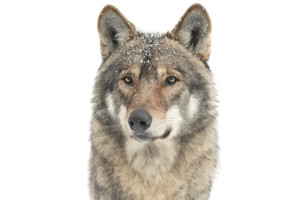Fototapeta Wilk wilk, wilki, zwierz, Zwierzę, duże zwierzę