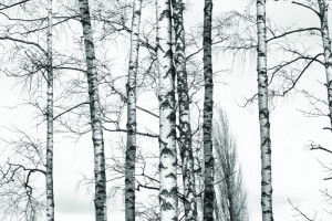 Fototapeta Las brzozowy las, lasy, drzewo, biały, drzewo,, drzewo liśc
