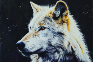 Fototapeta Wilk wilk, wilki, wilkołak, Zwierzę, duże zwierzę