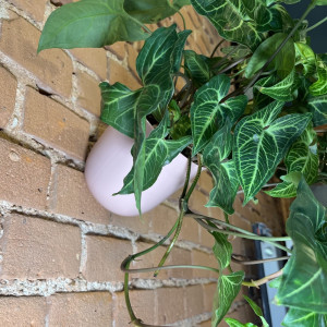 Wisząca doniczka na ścianę Poppy różne kolory