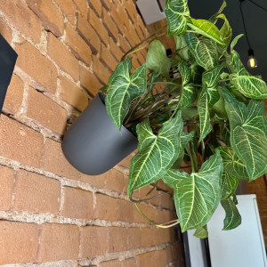 Wisząca doniczka na ścianę Poppy różne kolory