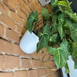 Wisząca doniczka na ścianę Poppy różne kolory