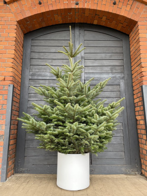 Donica na choinkę Heos DBHER470 |wys. 45 cm | śr. 47 cm|