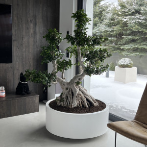 Donica do bonsai i palm na wymiar - walec