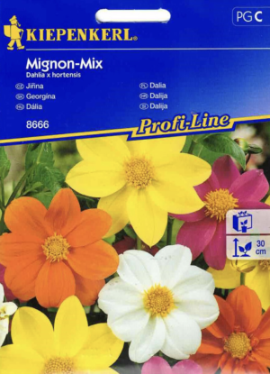 Dalia Mignon Mix Kiepenkerl