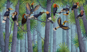 Tapeta Wonderwall Hornbill 35 0841 03